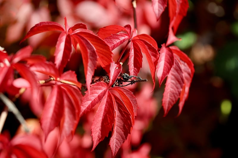 Climbing Vines