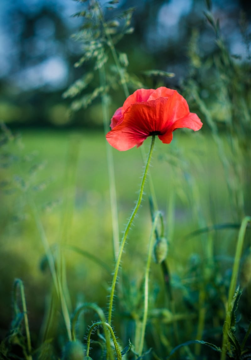 Vertical Flower Beds