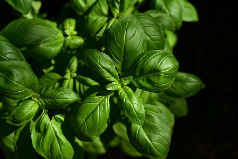 Smart Herb Planter