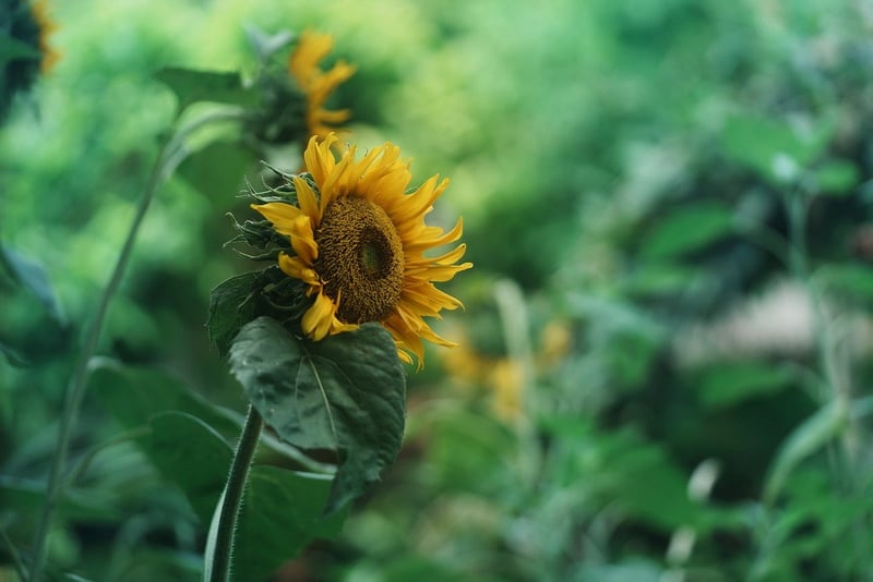 Sunlit Plant